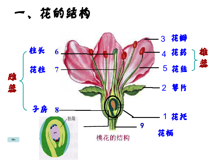 第三节开花和结果(课件22ppt 3flash)