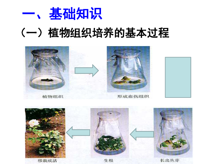 人教版高中生物选修1专题3课题1菊花的组织培养(共30张ppt)