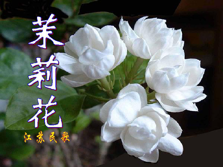 茉莉花(江苏民歌) 课件 (1)