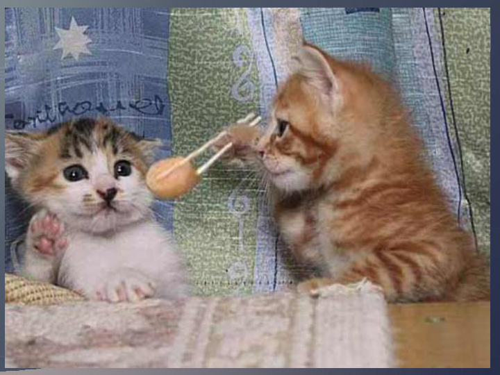 土豪恶搞猫咪视频,土豪恶搞猫咪视频大全