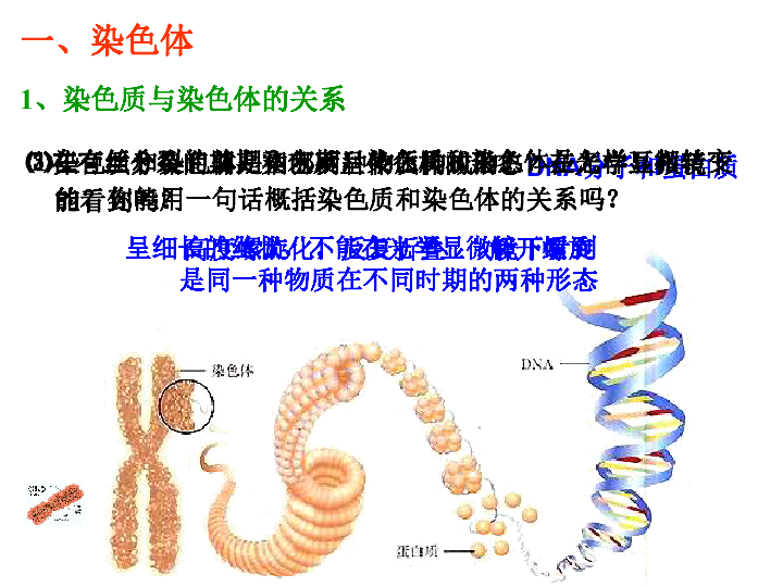 第二章   第一节  减数分裂中的染色体行为一,染色体1,染色质与