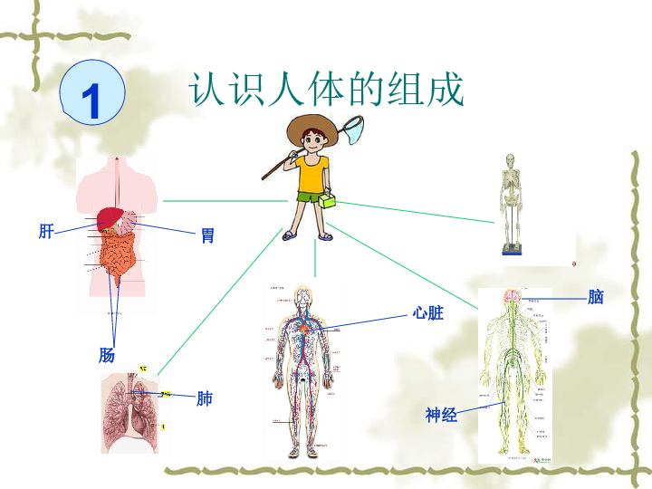 4,人体的组成 课件