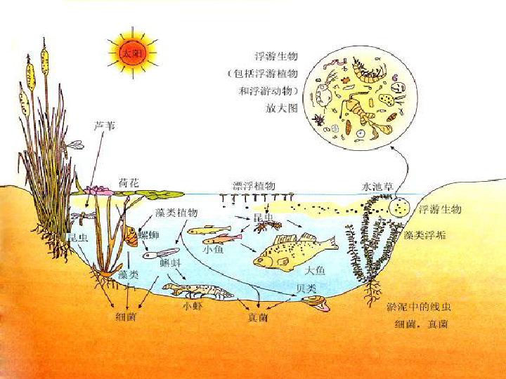 小学科学 鄂教版(2001) 五年级上册 第二单元 池塘群落 12 池塘生物的