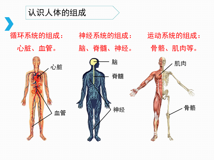 《人体的组成》课件