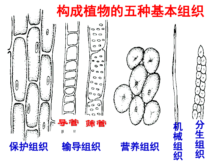 第三节生物体的结构层次(动植物组织)