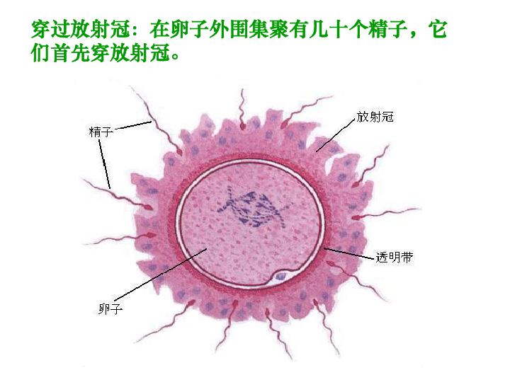 从受精卵谈起