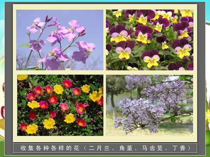 (首师大版)四年级科学下册课件 各种各样的花 3