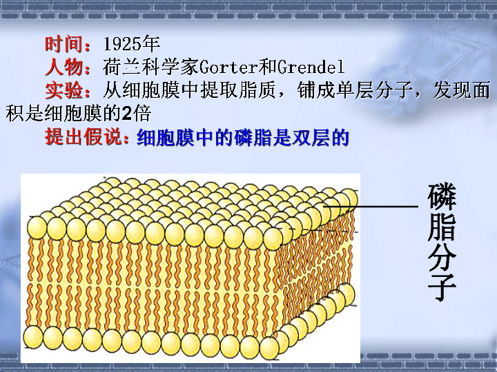 人口模型实验报告_12层钢筋混凝土标准框架振动台模型试验报告