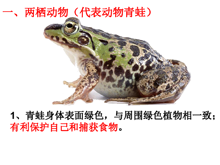 第一章 动物的主要类群  第五节 两栖动物和爬行动物   详细介绍