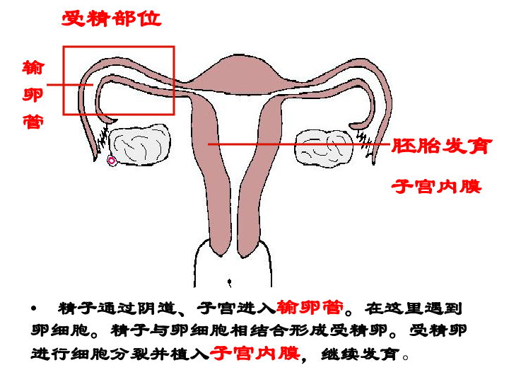 人口与生殖_人口与国情手抄报