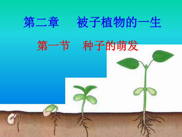 人教版七年级生物上册:种子的萌发课件(共23张ppt)