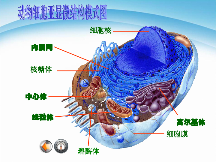 细胞器--系统内的分工合作内质网核糖体液泡