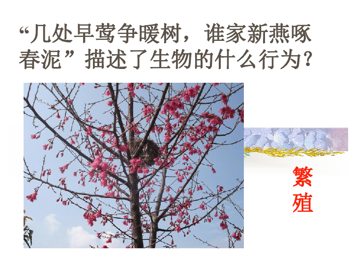 什么树鸟成语_成语故事图片(3)
