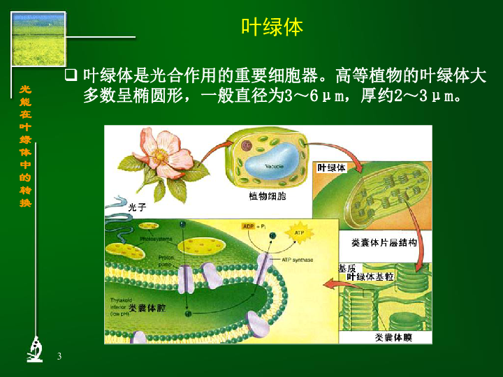 光能在叶绿体中的转换[上学期]