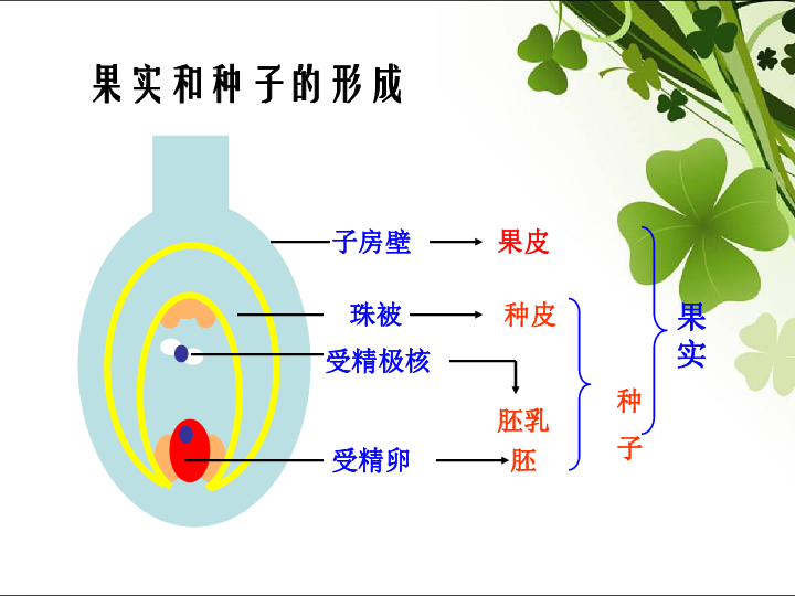 萼片 花瓣 雌蕊 花托 雄蕊 花柄 子房壁 极  核 卵细胞 珠被  胚珠