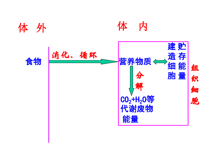 感悟人体的新陈代谢