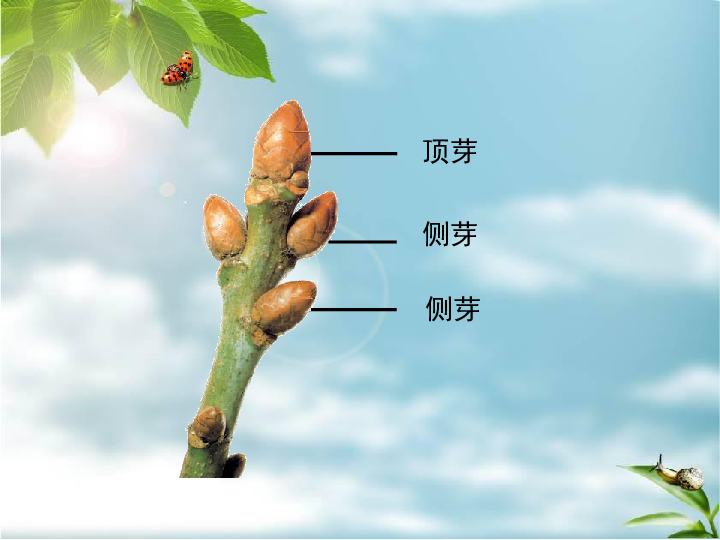 河北少儿版版八上生物第一章 种子的萌发和芽的发育第