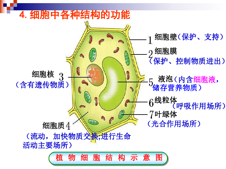 在制作人口腔上皮细胞临时装片时_制作人的口腔上皮细胞