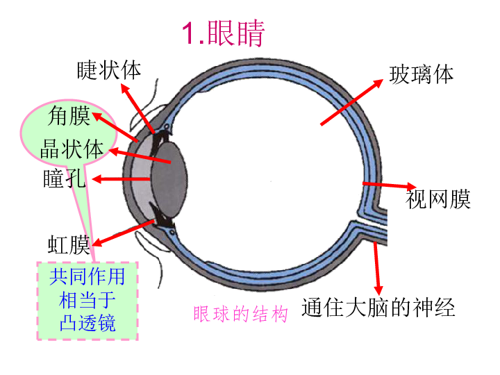 近视眼镜是什么原理是凹透镜还是凸透镜