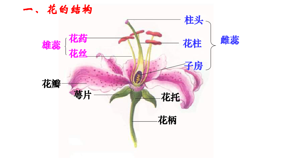 人教版七上3.2第三节 开花和结果课件(27张ppt)