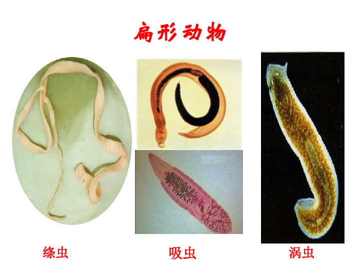 生物圈中的其他生物  第一章 动物的主要类群  第一节 腔肠动物和扁形