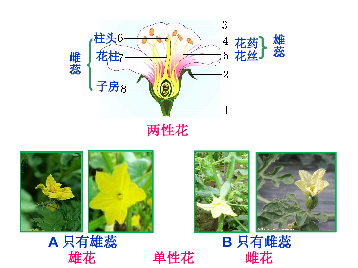 开花和结果