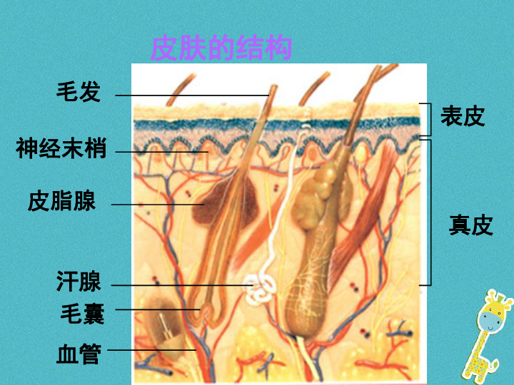 张液市人口_张掖的人口民族(2)