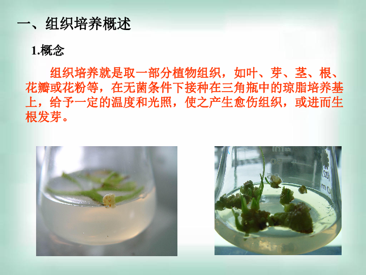 选修一实验11-植物的组织培养