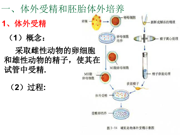 第二节胚胎工程