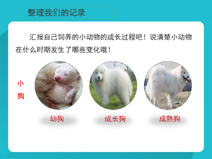 《小动物的生长》课件