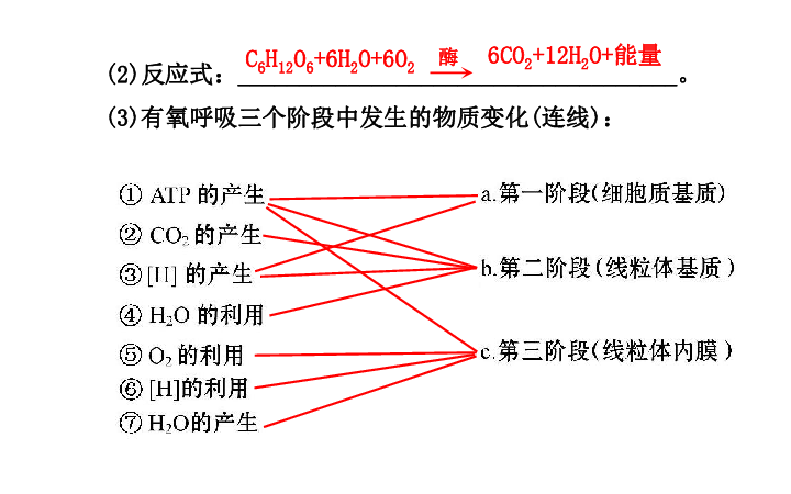 酵母的原理_)该过程表明酵母菌异化作用的特点是   )葡萄酒的酿制原理是:先通气使酵母菌进行(3)