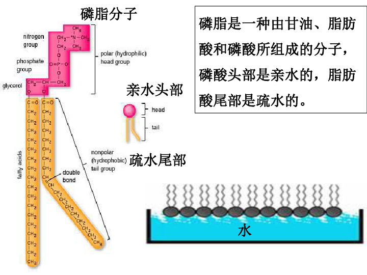 人口流动模型_中国人口省际流动重力模型的参数标定与误差估算(3)