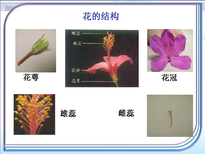 苏教版七上生物第三单元第五章 绿色植物的一生第5节《植物的开花.