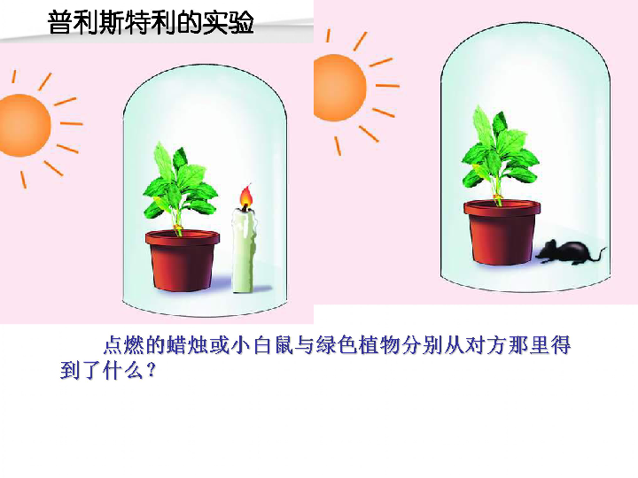 绿色植物与生物圈中的碳—氧平衡 第一节 光合作用吸收二氧化碳释放