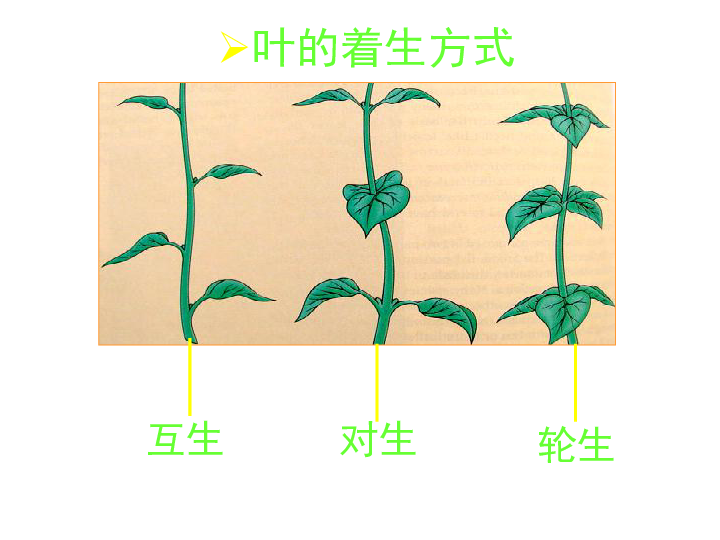 绿色开花植物的营养器官(叶)(课件 16ppt)