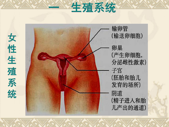 人口与生殖_人口与国情手抄报(2)