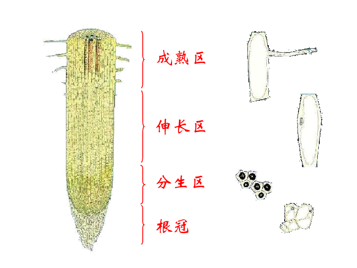 甘肃省酒泉市第三中学苏教版七年级上册生物课件:5.2植物根的生.