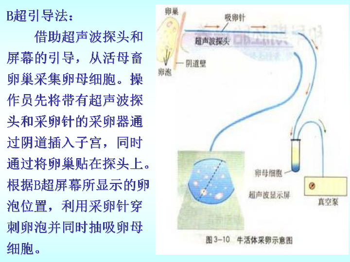 早期胚胎培养的原理_人教版生物选修三3.2 体外受精和早期胚胎培养 教学设计