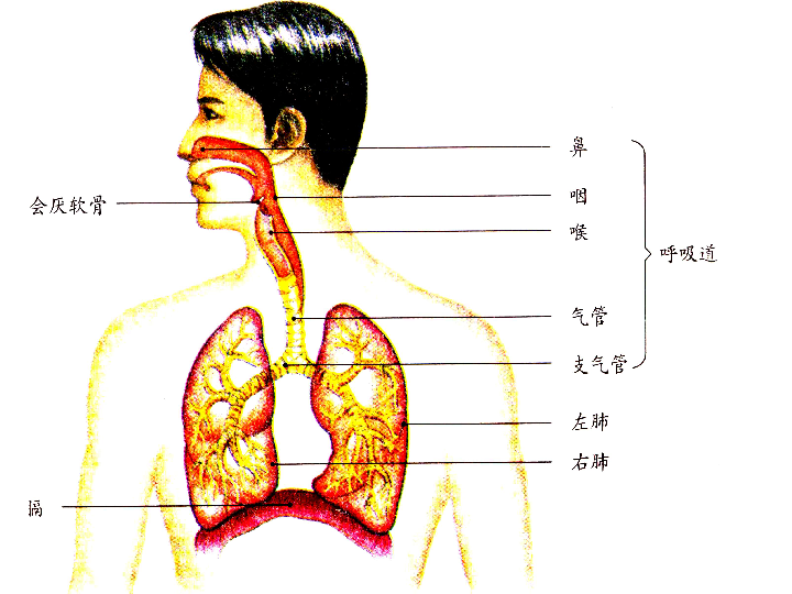 七年级下册 第四单元 生物圈中的人 第三章 人体的呼吸 第一节 呼吸道