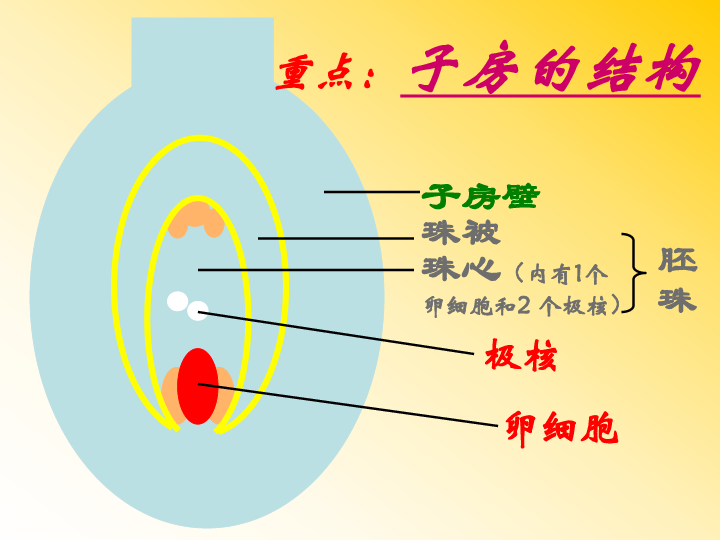 绿色植物的有性生殖