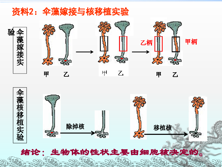 细胞核—系统的控制中心