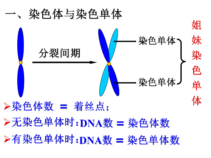 新人教版必修2高中生物第2章《基因与染色体的关系》知识点复习课.