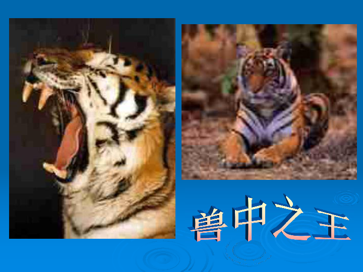 什么狐什么虎的成语_成语故事图片(3)