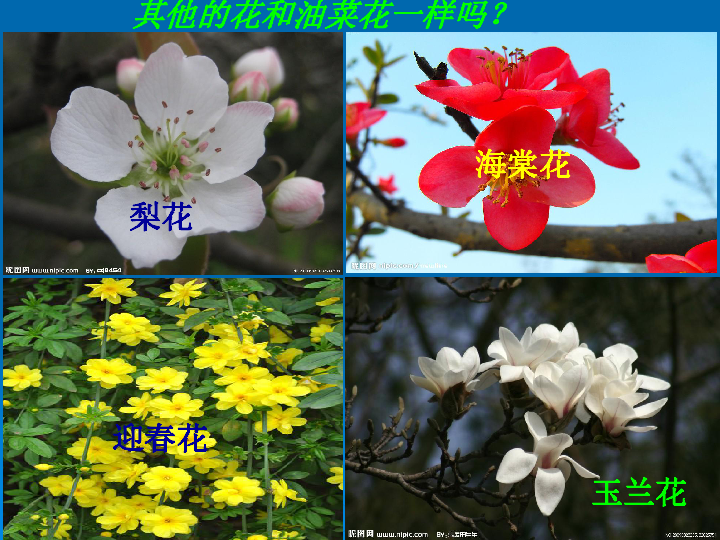 2各种各样的花
