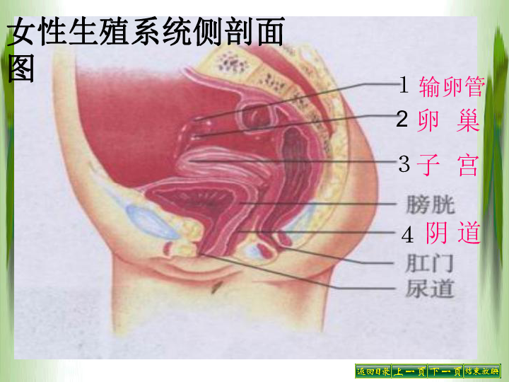 人口与生殖_人口与国情手抄报