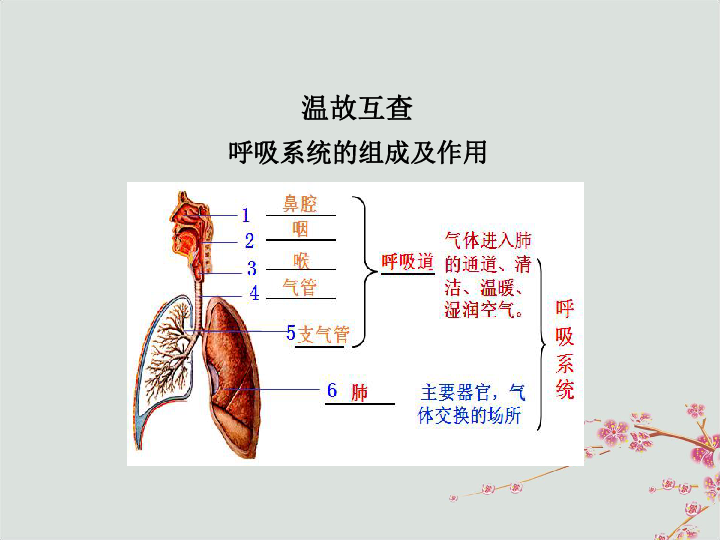 七年级生物下册第三章人体的呼吸第二节发生在肺内的气体交换教学.