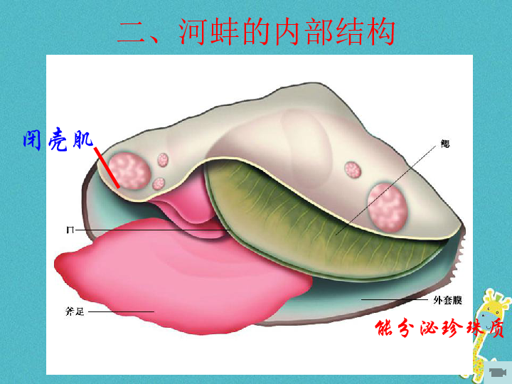 第10章水中的生物 第一节 第二课时 软体动物河蚌 课件(新版)苏.