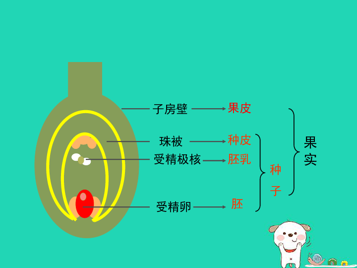 第四单元 物种的延续 第一章 绿色开花植物的一生 第三节 果实与种子