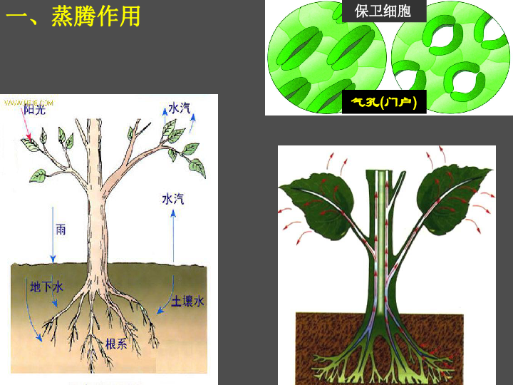 绿色植物三大作用专题复习