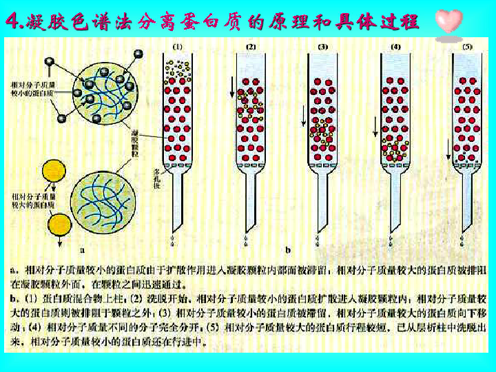 凝胶色谱原理是什么_凝胶色谱柱装置及名称(2)